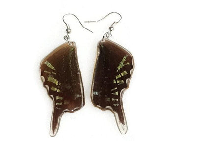 Iridescent urania swallowtail moth wing earrings: real mexican butterfly