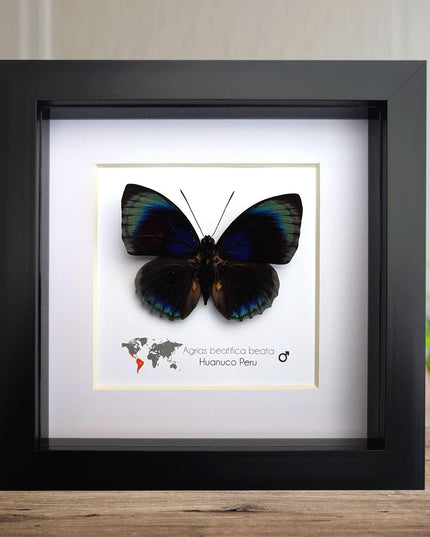 Framed Blue Agrias Butterfly Specimen, Ethically Sourced Taxidermy Gift