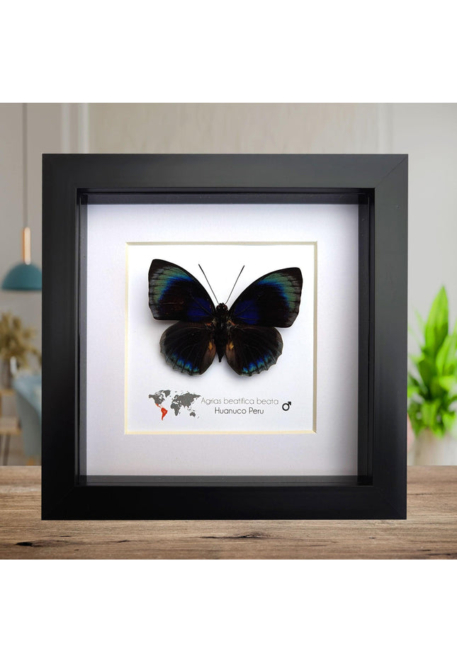 Framed Blue Agrias Butterfly Specimen, Ethically Sourced Taxidermy Gift