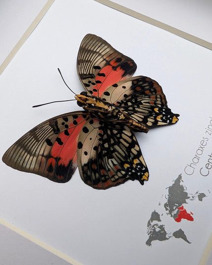 Framed Shining Red Charaxes Butterfly, Taxidermy Entomology Gift