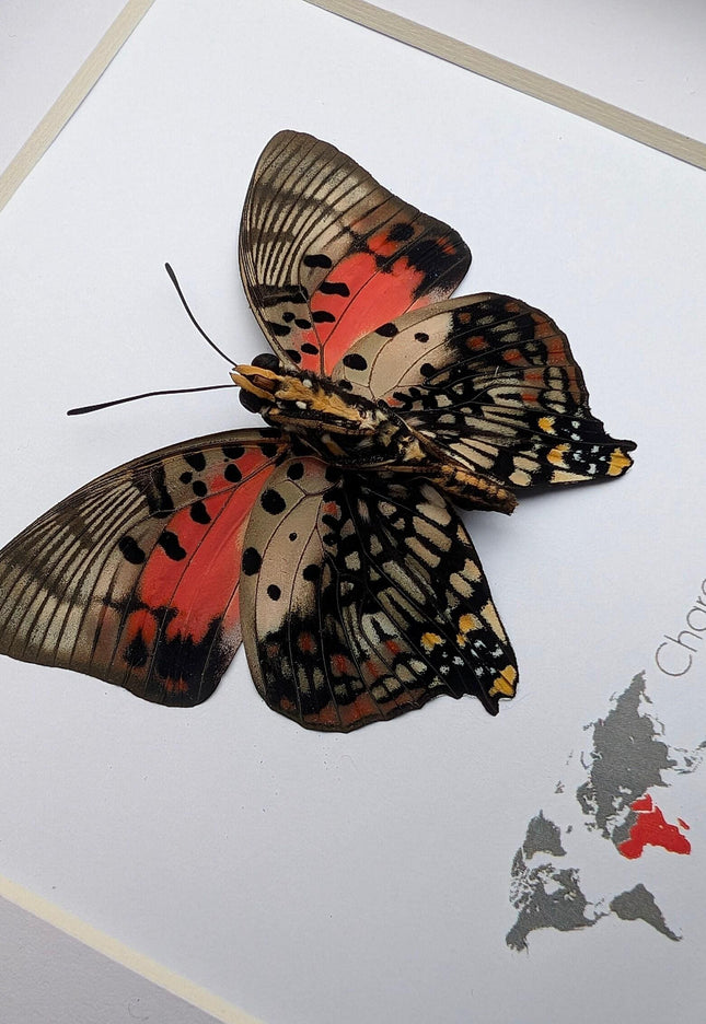 Framed Shining Red Charaxes Butterfly, Taxidermy Entomology Gift