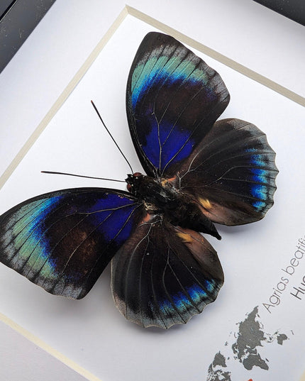 Framed Blue Agrias Butterfly Specimen, Ethically Sourced Taxidermy Gift
