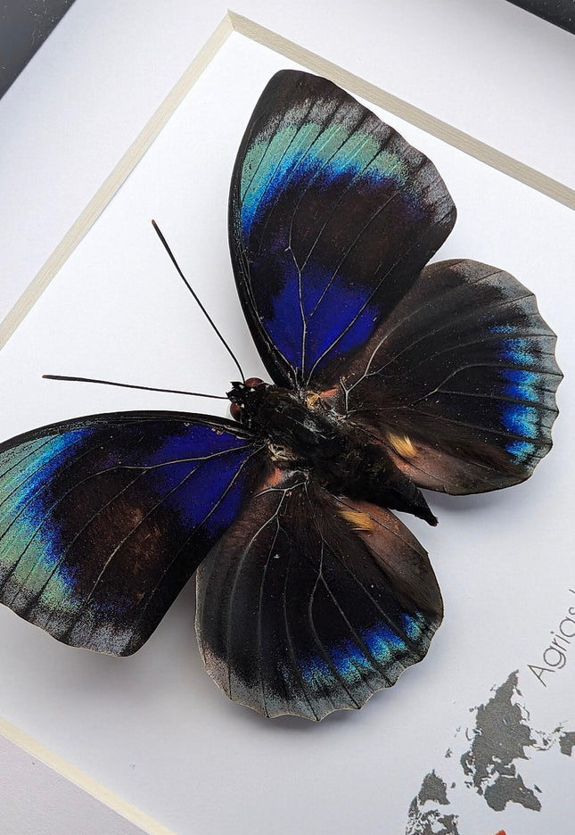Framed Blue Agrias Butterfly Specimen, Ethically Sourced Taxidermy Gift