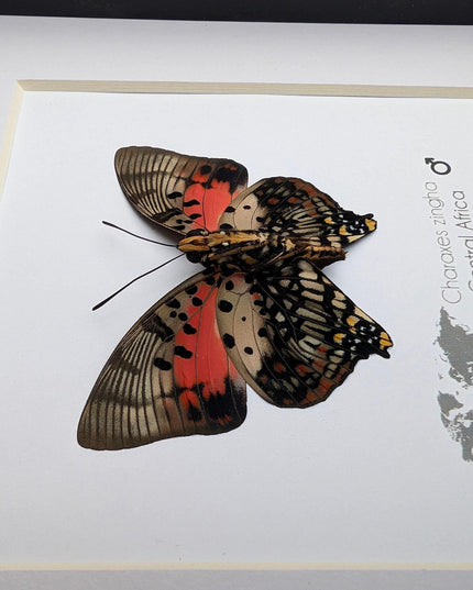 Framed Shining Red Charaxes Butterfly, Taxidermy Entomology Gift