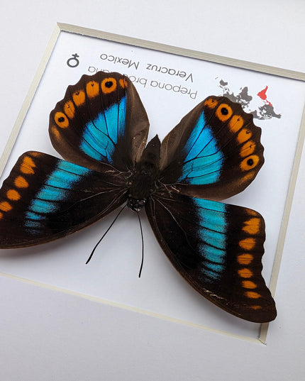 Framed orange-spotted prepona butterfly: female, 8"x8"