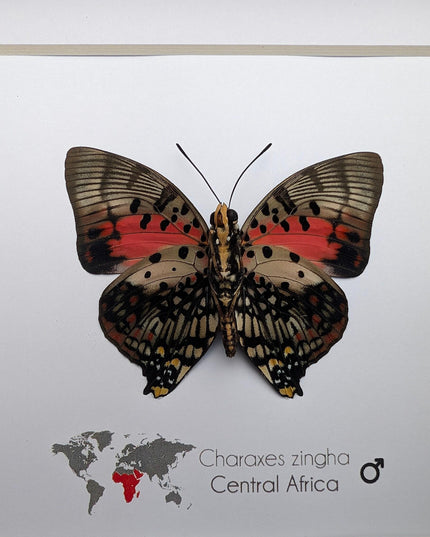 Framed Shining Red Charaxes Butterfly, Taxidermy Entomology Gift