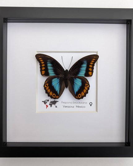 Framed orange-spotted prepona butterfly: female, 8"x8"