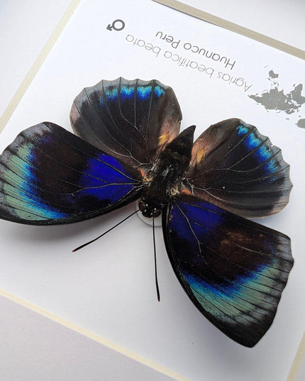 Framed Blue Agrias Butterfly Specimen, Ethically Sourced Taxidermy Gift