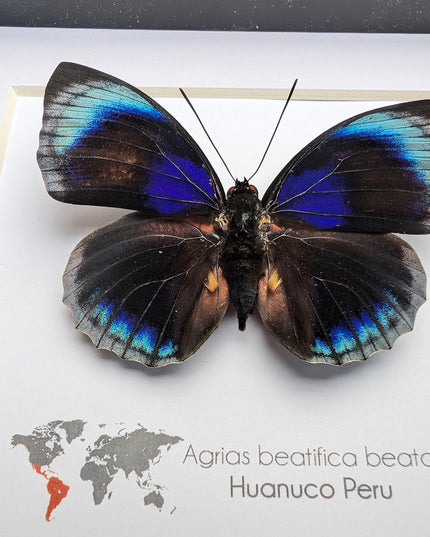Framed Blue Agrias Butterfly Specimen, Ethically Sourced Taxidermy Gift