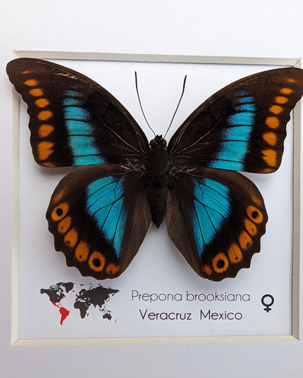 Framed orange-spotted prepona butterfly: female, 8"x8"