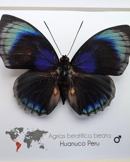 Framed Blue Agrias Butterfly Specimen, Ethically Sourced Taxidermy Gift