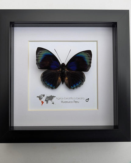 Framed Blue Agrias Butterfly Specimen, Ethically Sourced Taxidermy Gift