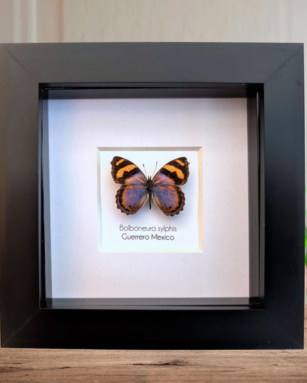 Framed bolboneura sylphis butterfly: ethically sourced entomology wall decor
