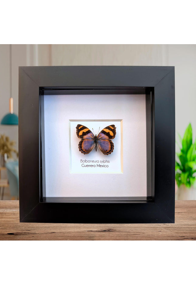Framed bolboneura sylphis butterfly: ethically sourced entomology wall decor