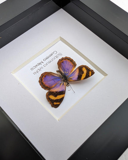 Framed bolboneura sylphis butterfly: ethically sourced entomology wall decor