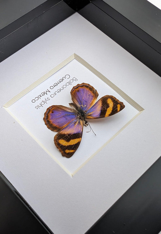 Framed bolboneura sylphis butterfly: ethically sourced entomology wall decor