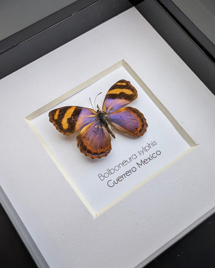 Framed bolboneura sylphis butterfly: ethically sourced entomology wall decor