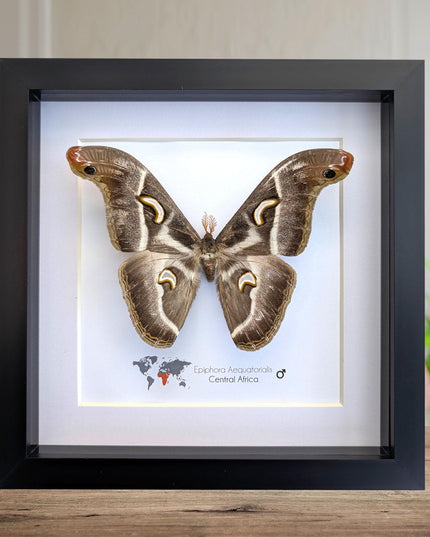 Framed african saturn moth: epiphora aequatorialis entomology art