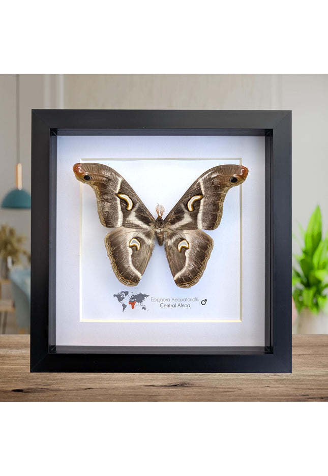 Framed african saturn moth: epiphora aequatorialis entomology art