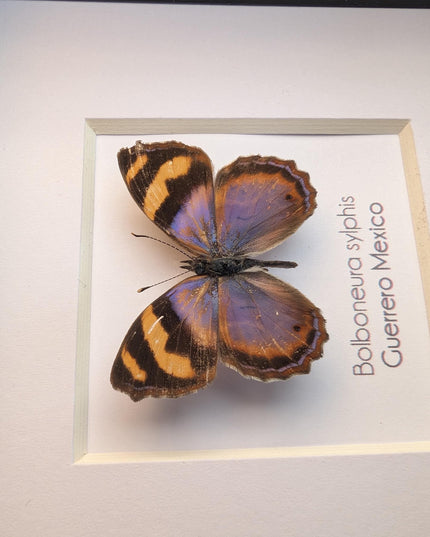 Framed bolboneura sylphis butterfly: ethically sourced entomology wall decor