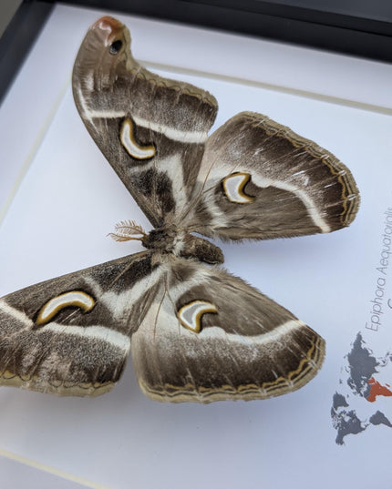 Framed african saturn moth: epiphora aequatorialis entomology art