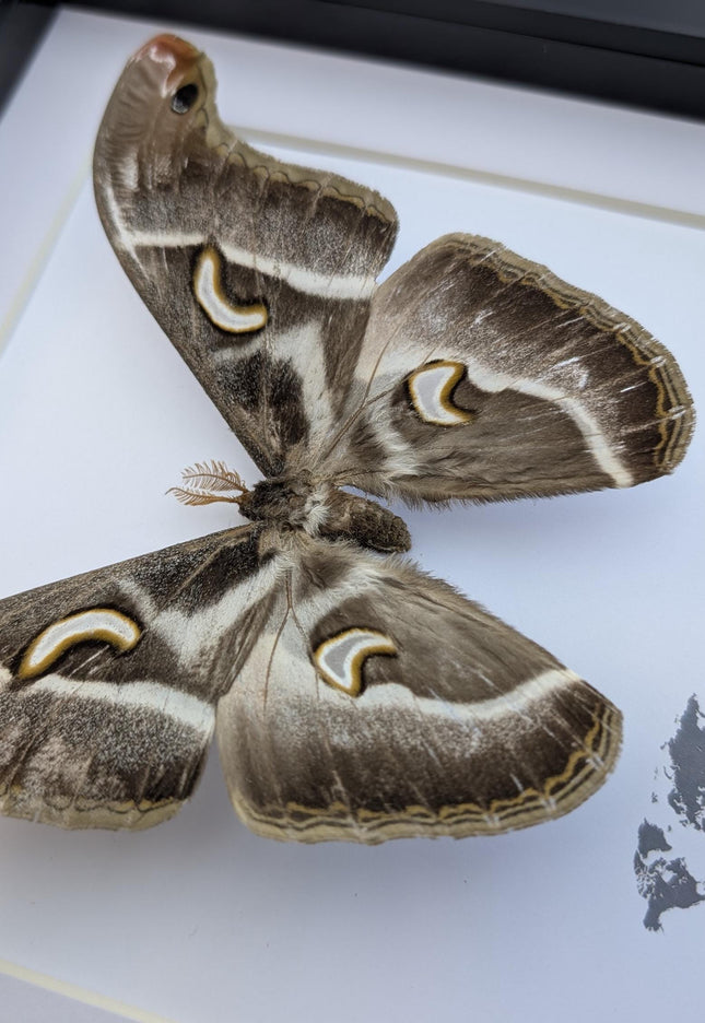 Framed african saturn moth: epiphora aequatorialis entomology art
