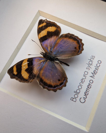 Framed bolboneura sylphis butterfly: ethically sourced entomology wall decor