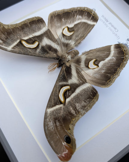 Framed african saturn moth: epiphora aequatorialis entomology art