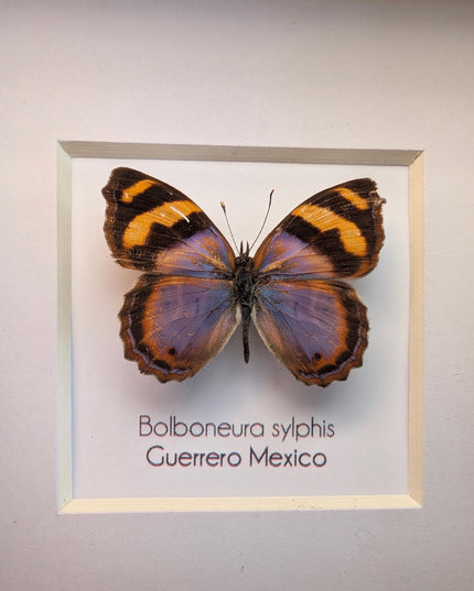Framed bolboneura sylphis butterfly: ethically sourced entomology wall decor
