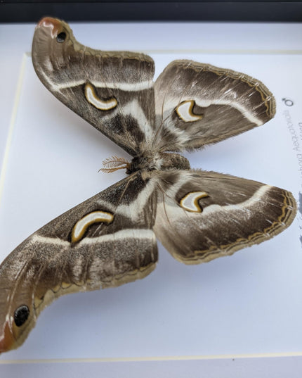 Framed african saturn moth: epiphora aequatorialis entomology art