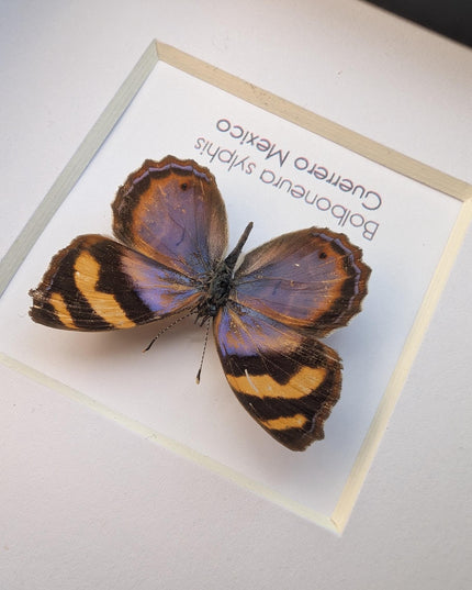 Framed bolboneura sylphis butterfly: ethically sourced entomology wall decor
