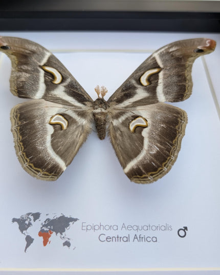 Framed african saturn moth: epiphora aequatorialis entomology art