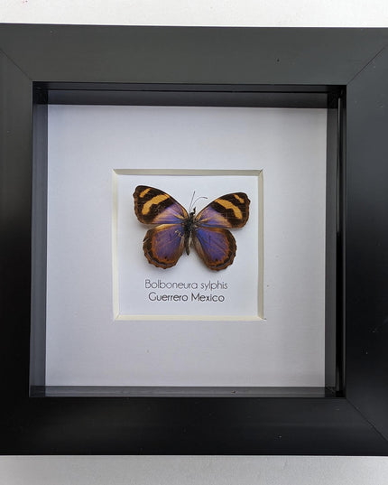 Framed bolboneura sylphis butterfly: ethically sourced entomology wall decor