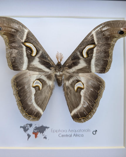 Framed african saturn moth: epiphora aequatorialis entomology art