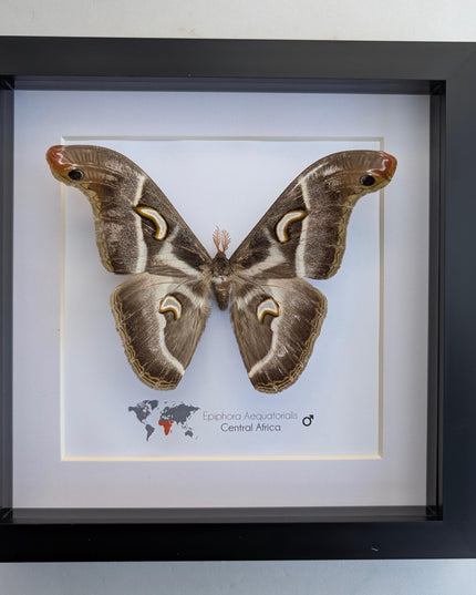 Framed african saturn moth: epiphora aequatorialis entomology art
