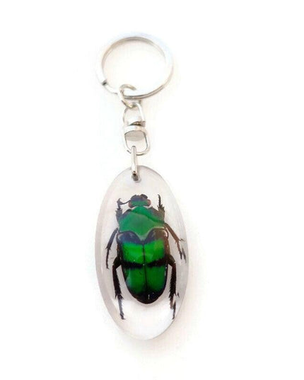 Green stripey beetle resin keyring: ischiopsopha bifasciata keychain