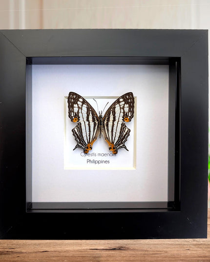 Framed Taxidermy Butterfly, Maenalis Mapwing, 4x4