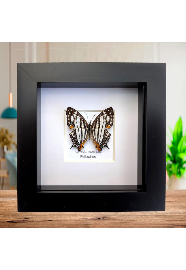 Framed Taxidermy Butterfly, Maenalis Mapwing, 4x4