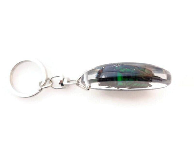 Green stripey beetle resin keyring: ischiopsopha bifasciata keychain