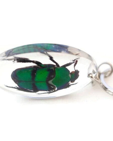 Green stripey beetle resin keyring: ischiopsopha bifasciata keychain