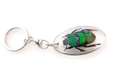Green stripey beetle resin keyring: ischiopsopha bifasciata keychain