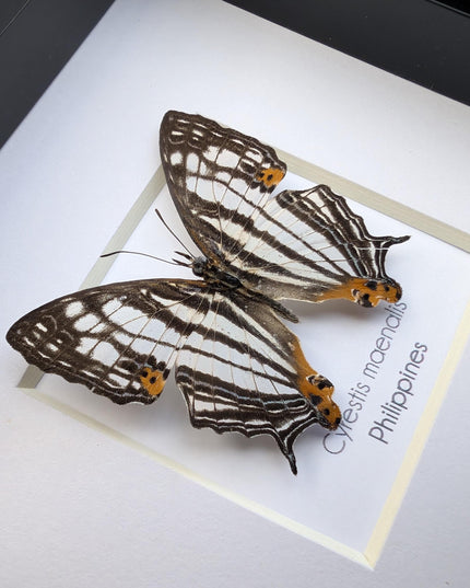 Framed Taxidermy Butterfly, Maenalis Mapwing, 4x4