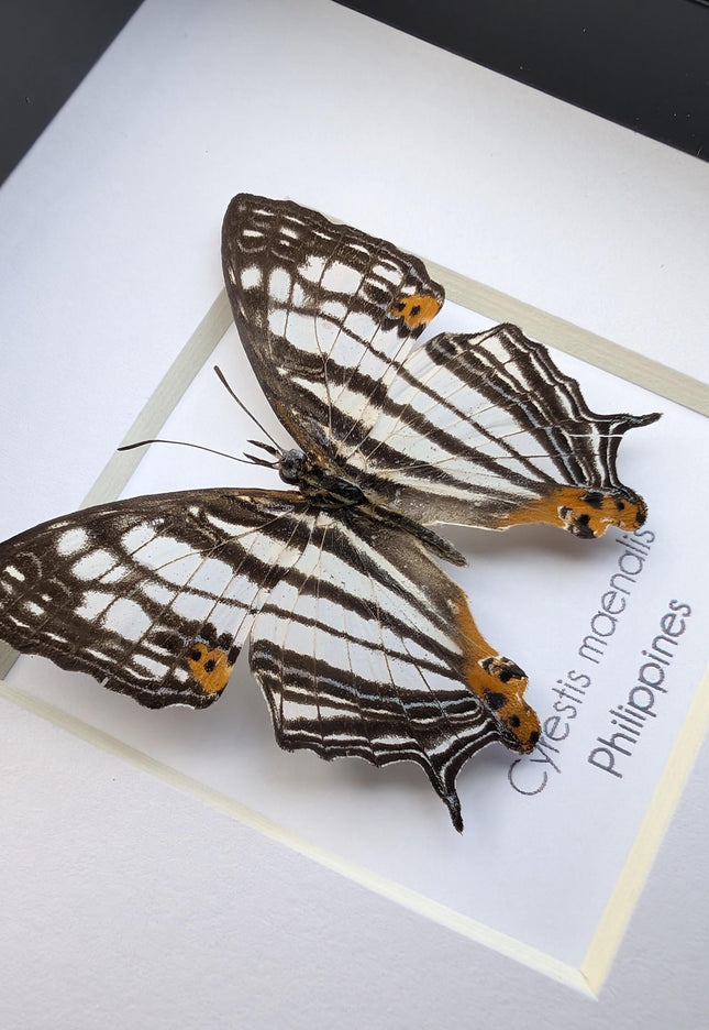 Framed Taxidermy Butterfly, Maenalis Mapwing, 4x4