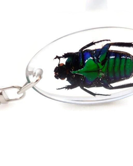 Green stripey beetle resin keyring: ischiopsopha bifasciata keychain
