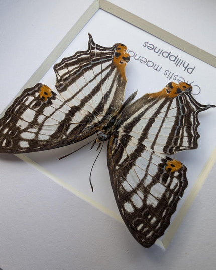 Framed Taxidermy Butterfly, Maenalis Mapwing, 4x4