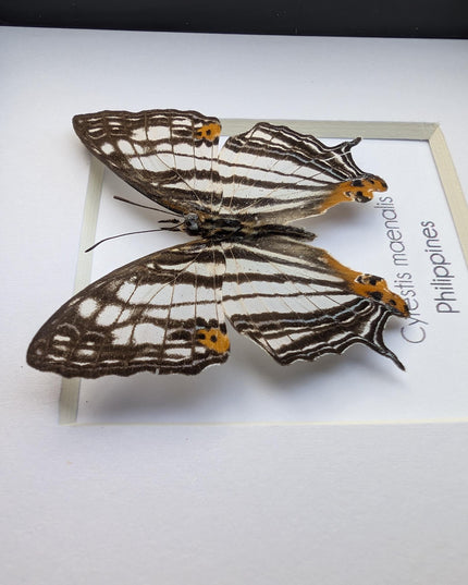 Framed Taxidermy Butterfly, Maenalis Mapwing, 4x4