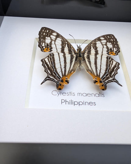 Framed Taxidermy Butterfly, Maenalis Mapwing, 4x4