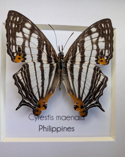 Framed Taxidermy Butterfly, Maenalis Mapwing, 4x4