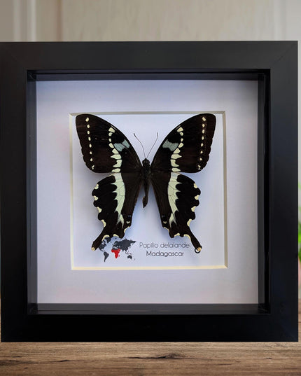 Papilio delalandei, the madagascan verdant swallowtail, elegant butterfly, from madagascar,  entomology present, wall decor, 6x6