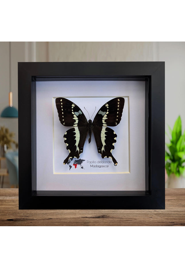 Papilio delalandei, the madagascan verdant swallowtail, elegant butterfly, from madagascar,  entomology present, wall decor, 6x6